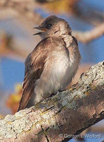 Perched Swallow_25015.jpg - Northern Rough-winged Swallow (Stelgidopteryx serripennis) photographed at sunrise near Kilmarnock, Ontario, Canada.